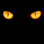 cat-eyes-4789730_1280